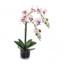 Orchid Plant by Adriani&Rossi