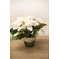White Ponsettia flowerpot by Brucs